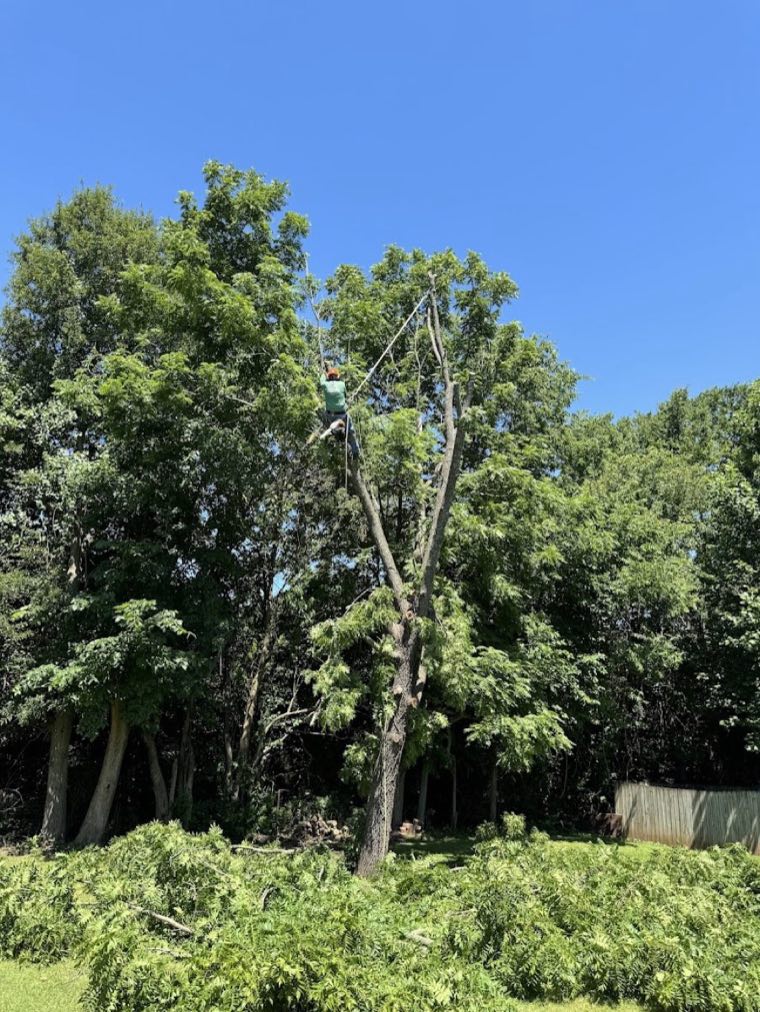 A1 climber roped high in a full, leafed-out green tree in summer, working a limb near the crown